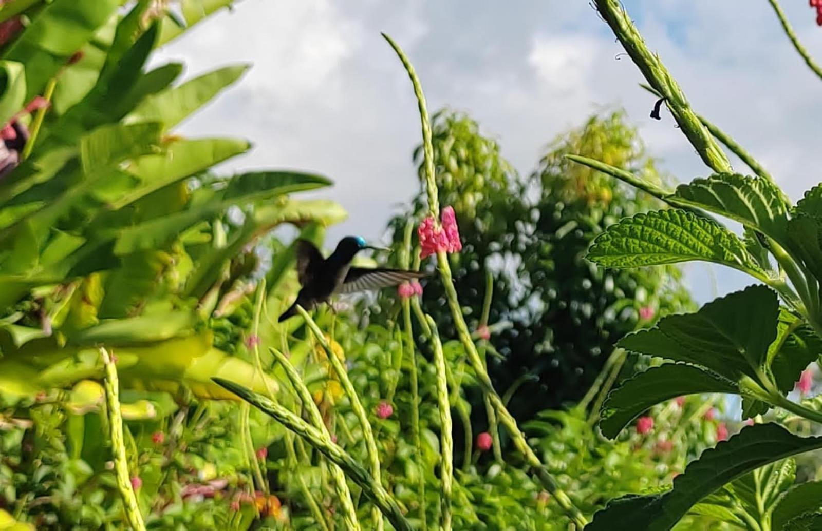 Finca La Puesta Del Sol - Miramar De Sierpe 외부 사진