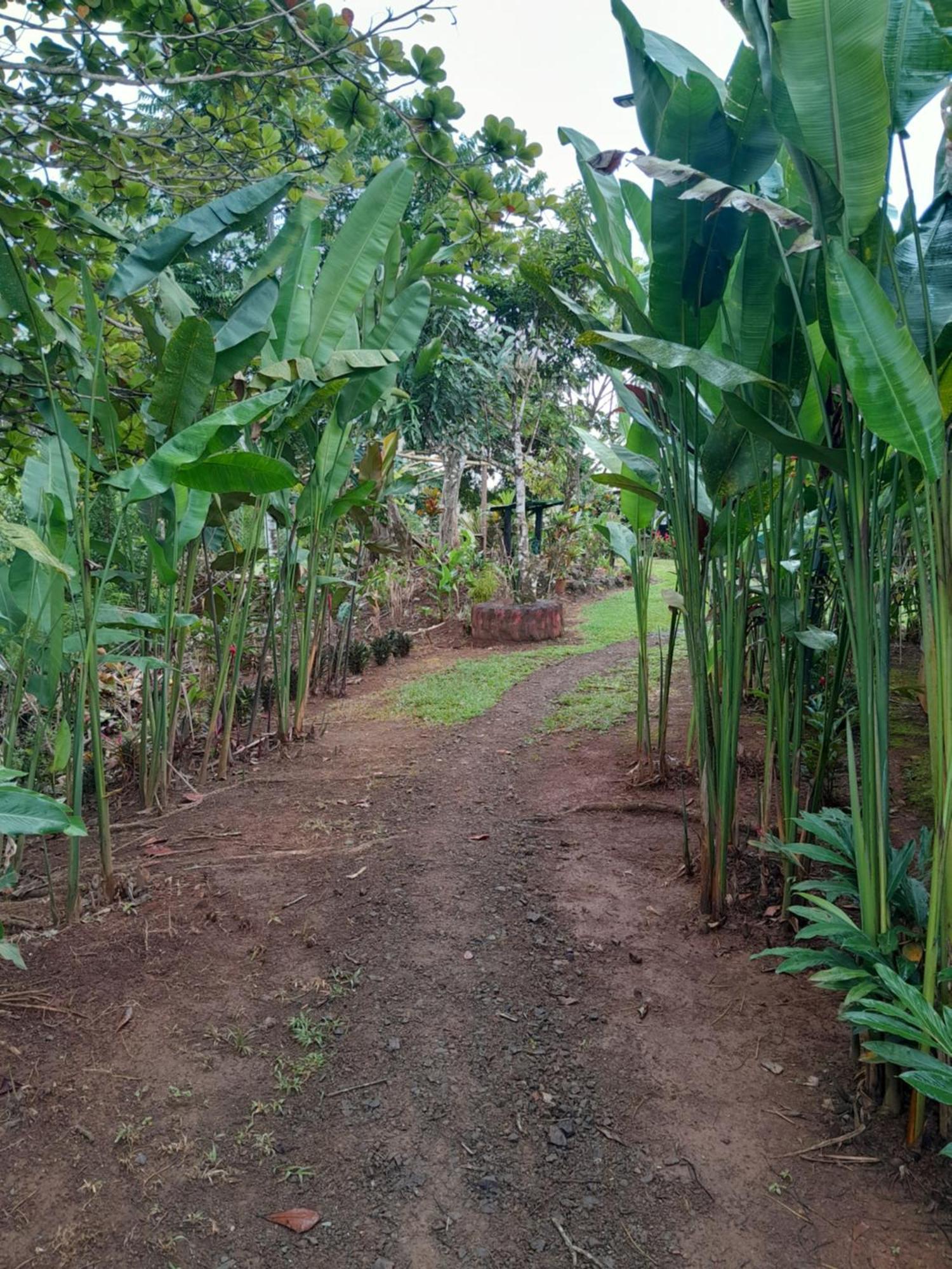 Finca La Puesta Del Sol - Miramar De Sierpe 객실 사진